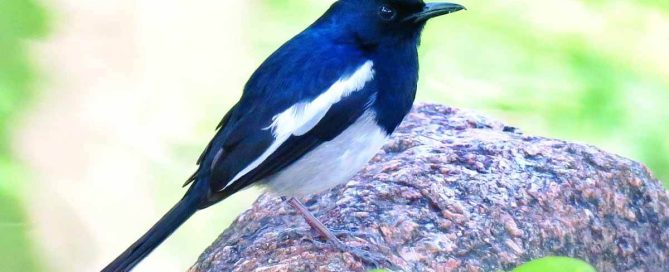 John Deere 4115 Compact Tractor