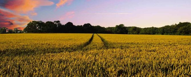 John Deere 9900 forage harvester